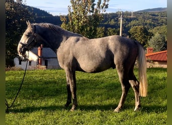 Koń lipicański, Ogier, 2 lat, 153 cm, Siwa jabłkowita