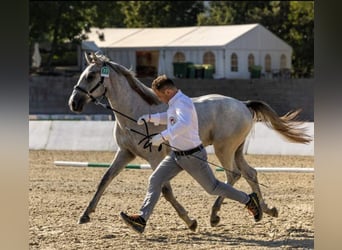 Koń lipicański, Ogier, 2 lat, 153 cm, Siwa