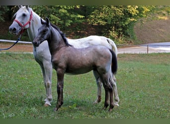Koń lipicański, Ogier, 2 lat, 156 cm, Siwa