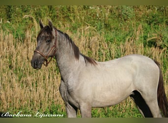 Koń lipicański, Ogier, 2 lat, 156 cm, Siwa