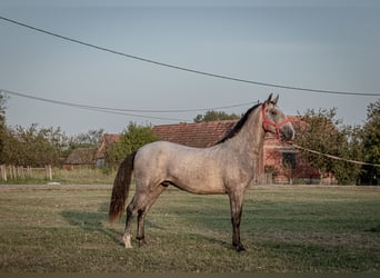 Koń lipicański, Ogier, 2 lat, 158 cm, Siwa