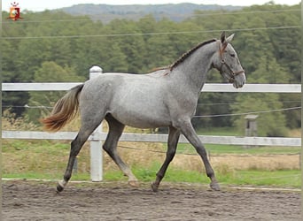 Koń lipicański, Ogier, 2 lat, 160 cm, Siwa