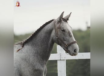 Koń lipicański, Ogier, 2 lat, 160 cm, Siwa