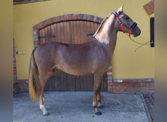 Koń lipicański, Ogier, 2 lat