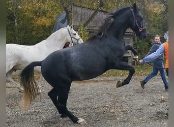 Koń lipicański, Ogier, 3 lat, 155 cm, Siwa