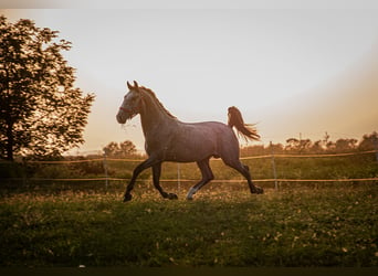 Koń lipicański, Ogier, 3 lat, 158 cm, Siwa