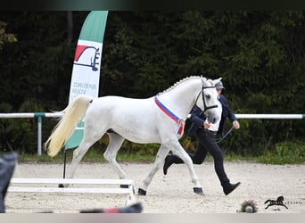 Koń lipicański, Ogier, 4 lat, 161 cm, Siwa