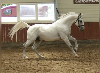 Koń lipicański, Ogier, 5 lat, 161 cm, Siwa
