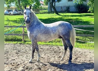 Koń lipicański, Ogier, 6 lat, 155 cm, Siwa