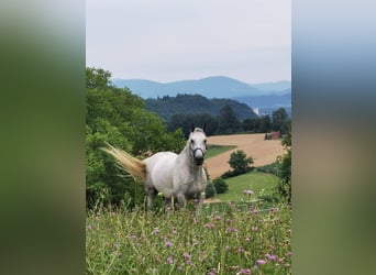 Koń lipicański, Ogier, 6 lat, 155 cm, Siwa