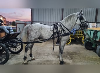 Koń lipicański, Ogier, 7 lat, 163 cm, Siwa
