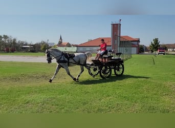 Koń lipicański, Ogier, 7 lat, 163 cm, Siwa
