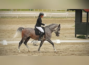 Koń lipicański, Ogier, 7 lat, 163 cm, Siwa