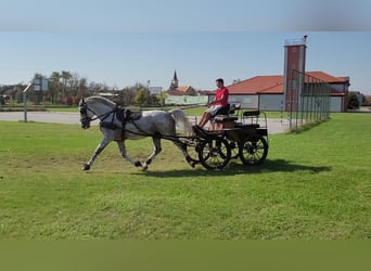 Koń lipicański, Ogier, 7 lat, 163 cm, Siwa