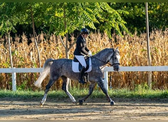 Koń lipicański, Ogier, 7 lat, 163 cm, Siwa