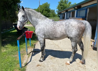 Koń lipicański, Ogier, 7 lat, 163 cm, Siwa
