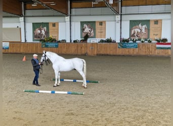Koń lipicański, Ogier, 9 lat, 172 cm, Siwa