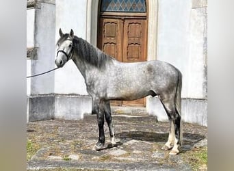 Koń lipicański, Ogier, 6 lat, 158 cm, Siwa