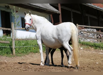 Koń lipicański, Ogier, Źrebak (01/2024), 156 cm, Siwa