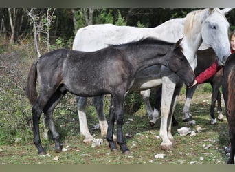 Koń lipicański, Ogier, Źrebak (04/2024), 160 cm, Siwa