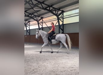 Koń lipicański, Wałach, 12 lat, Siwa