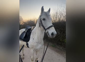 Koń lipicański Mix, Wałach, 13 lat, 155 cm, Siwa