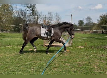 Koń lipicański, Wałach, 3 lat, 155 cm, Formy Brown Falb