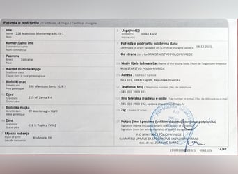 Koń lipicański, Wałach, 4 lat, 162 cm, Może być siwy