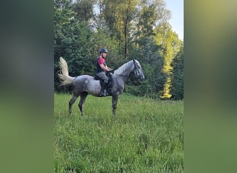 Koń lipicański, Wałach, 4 lat, 162 cm, Może być siwy