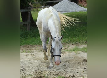 Koń lipicański, Wałach, 5 lat, 147 cm, Siwa