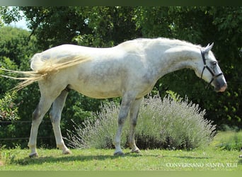Koń lipicański, Wałach, 5 lat, 147 cm, Siwa