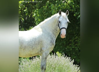Koń lipicański, Wałach, 5 lat, 147 cm, Siwa