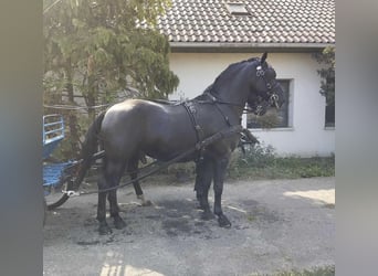 Koń lipicański, Wałach, 7 lat, 158 cm, Ciemnogniada