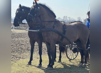 Koń lipicański, Wałach, 7 lat, 158 cm, Ciemnogniada