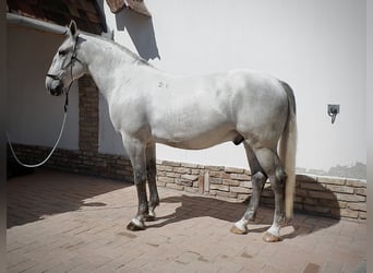 Koń lipicański, Wałach, 7 lat, 170 cm, Siwa