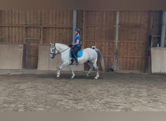 Koń lipicański Mix, Wałach, 8 lat, 155 cm, Siwa