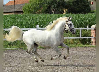 Koń lipicański, Wałach, 10 lat, 160 cm, Srokata