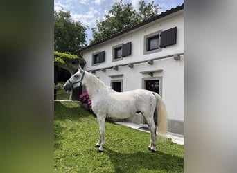 Koń lipicański, Wałach, 10 lat, 163 cm, Biała