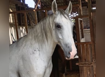 Koń lipicański Mix, Wałach, 10 lat, 170 cm