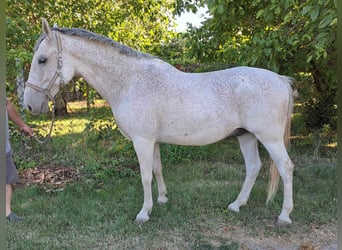 Koń lipicański, Wałach, 11 lat, 158 cm, Siwa w hreczce