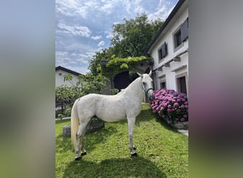 Koń lipicański, Wałach, 11 lat, 164 cm, Biała
