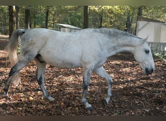 Koń lipicański, Wałach, 12 lat, 160 cm, Siwa