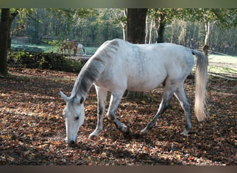 Koń lipicański, Wałach, 12 lat, 160 cm, Siwa