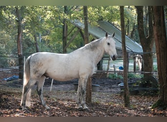 Koń lipicański, Wałach, 12 lat, 160 cm, Siwa