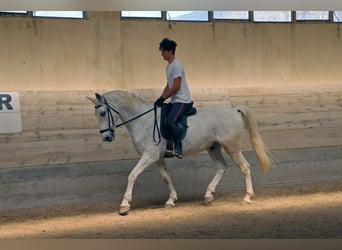 Koń lipicański, Wałach, 13 lat, 156 cm, Siwa