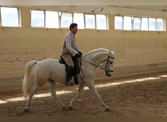Koń lipicański, Wałach, 13 lat, 156 cm, Siwa