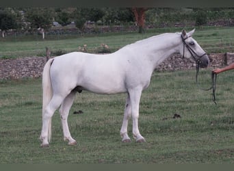 Koń lipicański, Wałach, 13 lat, 156 cm, Siwa