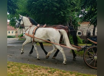 Koń lipicański, Wałach, 13 lat, 160 cm, Siwa jabłkowita