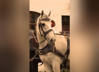 Koń lipicański, Wałach, 13 lat, 160 cm, Siwa jabłkowita