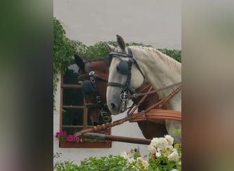Koń lipicański, Wałach, 13 lat, 160 cm, Siwa jabłkowita